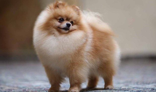 Chó Pomeranian (chó Phốc sóc)